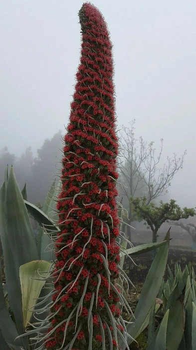 35839316